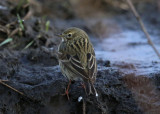 Meadow Pipit Ängspiplärka (Anthus pratensis)