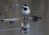 Pied Wagtail Sädesärla (Motacilla alba)