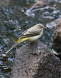 Grey Wagtail Forsärla (Motacilla cinerea)
