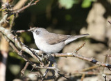 Lesser Whitethroat  rtsngare  (Sylvia curruca)