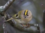 Goldcrest Kungsfågel (Regulus regulus)