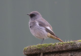 Black Redstart  Svart rdstjrt  (Phoenicurus ochruros)