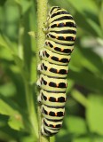 Swallowtail caterpillar  Makaonlarv  (Papilio machaon)