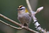 Firecrest  Brandkronad kungsfgel  (Regulus ignicapilla)