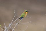 Red-throated Bee-eater  (Merops bulocki)