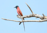 Northern Carmine Bee-eater  (Merops nubicus)