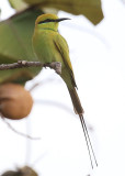 Little Green Bee-eater  (Merops orientalis) 