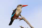 Grey-headed Kingfisher  (Halcyon leucocephala)