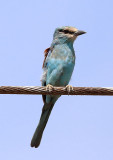 European Roller  (Coracias garrulus)