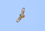 Red-necked Buzzard  (Buteo auguralis)