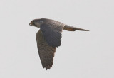 Lanner Falcon  (Falco biarmicus)