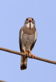 Lizard Buzzard  (Kaupifalco monogrammicus)