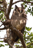 Verreauxs Eagle Owl  (Bubo lacteus)