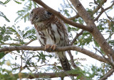 Pearl-spotted Owlet  (Glaucidium perlatum)