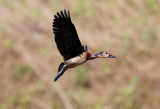 White-faced Whistling Duck  (Dendrocygna viduata)