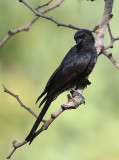 Fork-tailed Drongo  (Dicrurus adsimilis)