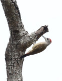 Grey Woodpecker  (Dendropicos goertae)