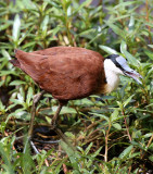 African Jacana  (Actophilornis africanus)