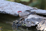 Black-rumped Waxbill  (Estrilda troglodytes)