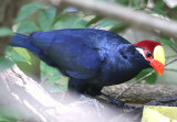 Violet Turaco  (Musophaga violacea)