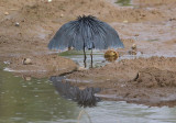 Black Heron  (Egretta ardesiaca)