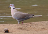 African Mourning Dove  (Streptopelia decipiens)