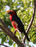 Bearded Barbet  (Lybius dubius)