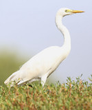 Intermediate Egret  (Egretta intermedia)