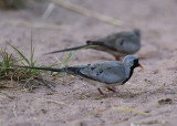 Namaqua Dove  (Oena capensis)