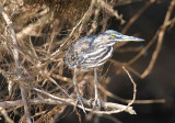 Green-backed Heron  (Butorides striata)