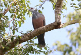 Adamawa Turtle Dove  (Streptopelia hypopyrrha)