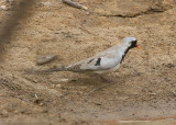 Namaqua Dove  (Oena capensis)