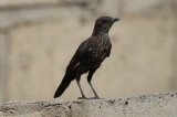 Northern Anteater Chat  (Myrmecocichla aethiops)