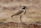 Black-headed Lapwing  (Vanellus tectus)