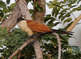 Senegal Coucal  (Centropus senegalensis)