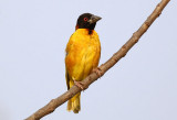 Village Weaver  (Ploceus cucullatus)