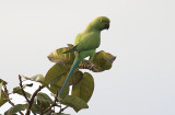 Rose-ringed Parakeet  (Psittacula krameri)