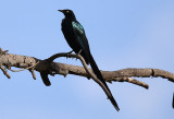 Long-tailed Glossy Starling  (Lamprotornis caudatus)