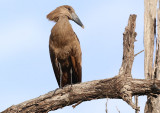 Hamerkop  (Scopus umbretta) 