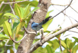 African Blue Flycatcher  (Elminia longicauda)