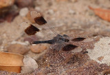 Northern Banded Groundling  (Brachythemis impartita)