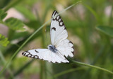 Caper White  (Belenois java)