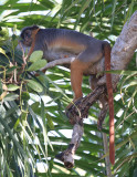 Western Red Colobus Monkey  (Procolobus badius)