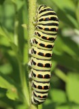 Swallowtail  Makaonfjril  (Papilio machaon)