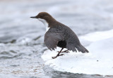 White-throated Dipper  Strmstare  (Cinclus cinclus)