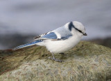 Azure Tit  Azurmes  (Cyanistes cyanus)