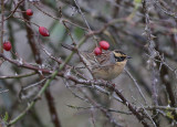 Siberian Accentor  Sibirisk jrnsparv  (Prunella montanella)