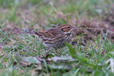 Little Bunting  Dvrgsparv  (Emberiza pusilla)