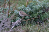 Desert Warbler  kensngare  (Sylvia nana)