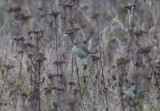 Arctic Warbler  Nordsngare  (Phylloscopus borealis)